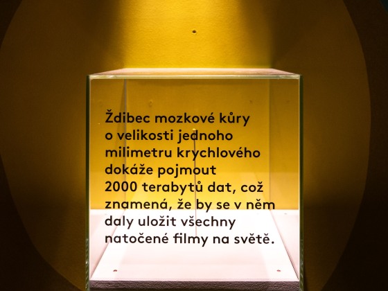 Výstavy Planeta Hlava a Sídliště | Markéta M. Černá